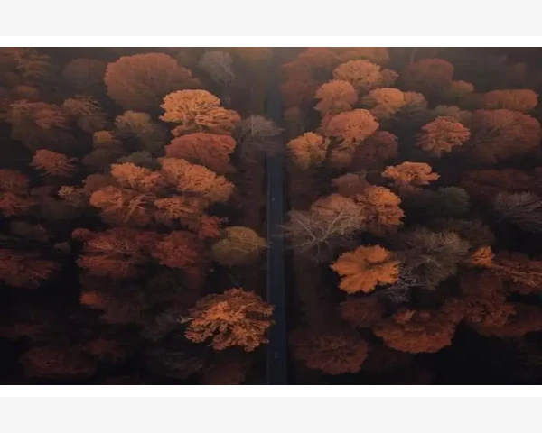 清肺萝卜桔皮水：呵护肺脏健康的秘诀